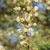 Vachellia planifrons (Wight & Arn.) Ragup., Seigler, Ebinger & Maslin